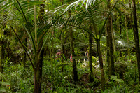 004-Day 2 - Mount Britton + Junglequi-