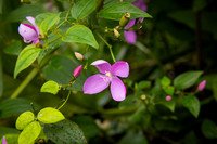 014-Day 2 - Mount Britton + Junglequi-