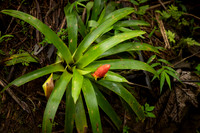 013-Day 2 - Mount Britton + Junglequi-