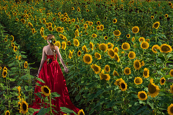 108-Girasoles