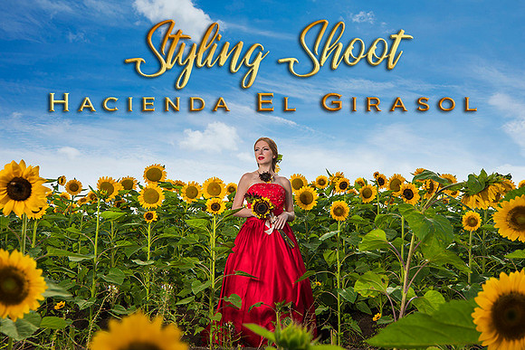 117-Girasoles thumbnail