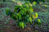 004-Hacienda Moraika