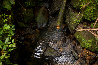 007-Day 2 - Mount Britton + Junglequi-