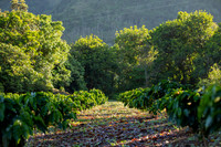 006-Hacienda Moraika