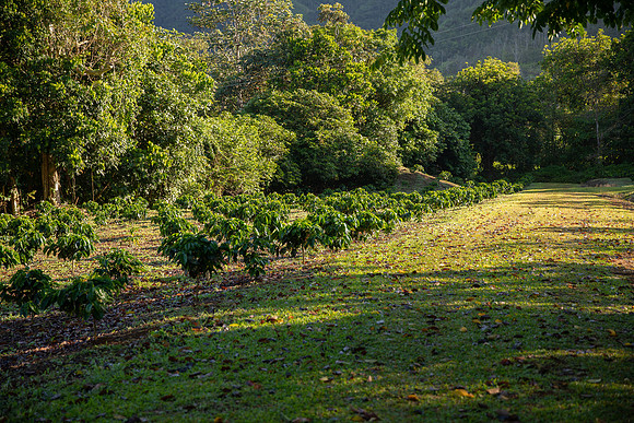 003-Hacienda Moraika