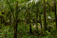 005-Day 2 - Mount Britton + Junglequi-