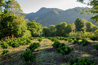 007-Hacienda Moraika