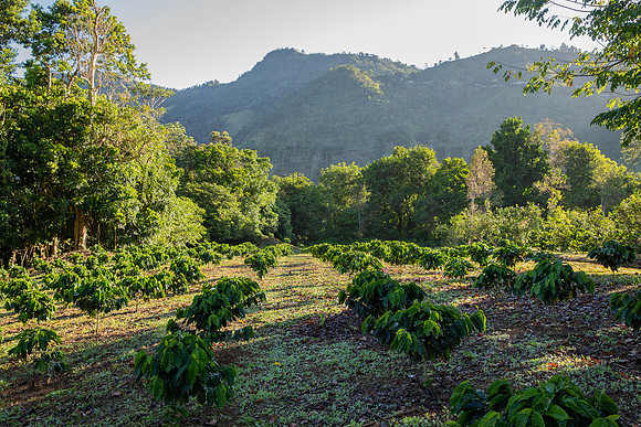 007-Hacienda Moraika
