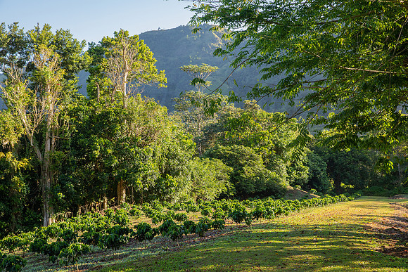 009-Hacienda Moraika